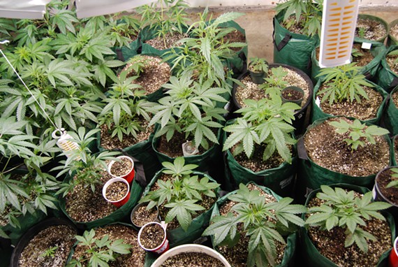 Medical_Cannabis_Plants.jpg