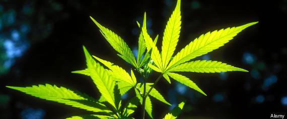 Medical_Marijuana_Plant_In_Sunlight.jpg