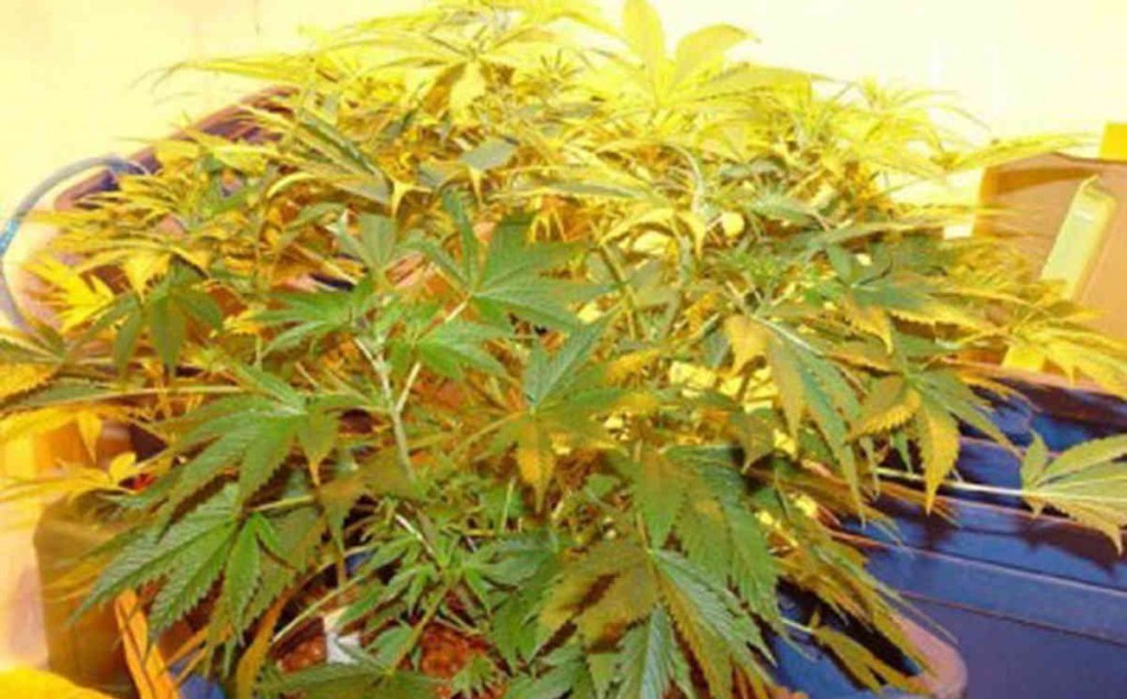 Medical_Marijuana_in_Australia_-_Skynews.jpg