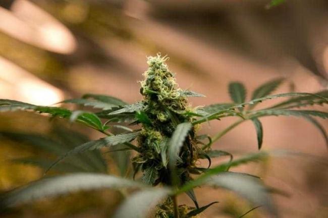 Medicinal_Cannabis_in_Greece_-_Eduardo_Verdugo.jpg
