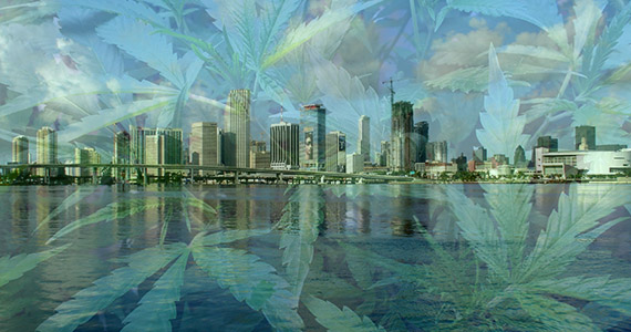 Miami-and-pot.jpg
