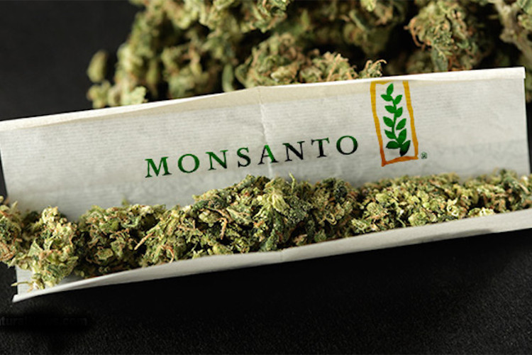 Monsanto_Cannabis_-_Phillip_Schneider.jpg