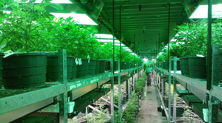 Nurseries-To-Grow-Medical-Marijuana.jpg