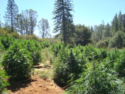 Outdoor_Cannabis_Plants.jpg