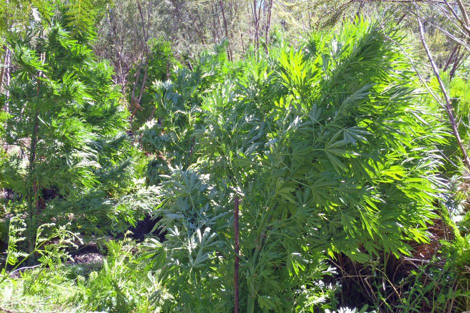Outdoor_Cannabis_Plants1.jpg