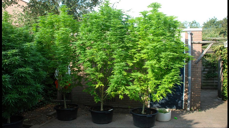 Outdoor_cannabis.jpg
