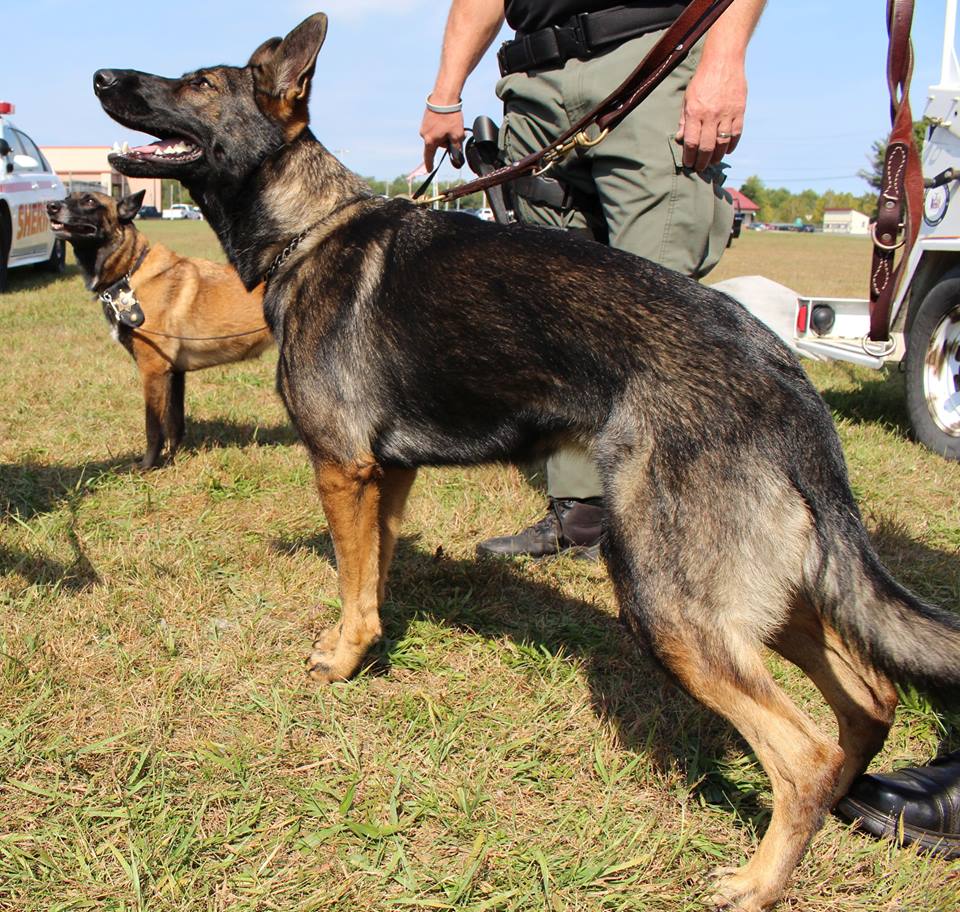Police_Dog_-_Saratoga_County_Sheriff_s_Office.jpg