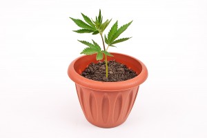 Pot_Plant1.jpg