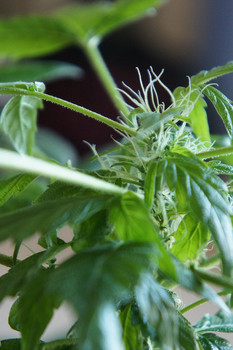 Pre_Flowering_Cannabis.jpeg
