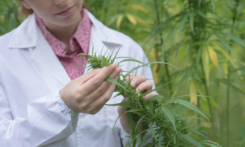 Scientist_and_Marijuana_-_Shutterstock.jpg