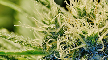 Sticky-cannabis-350x1961.jpg