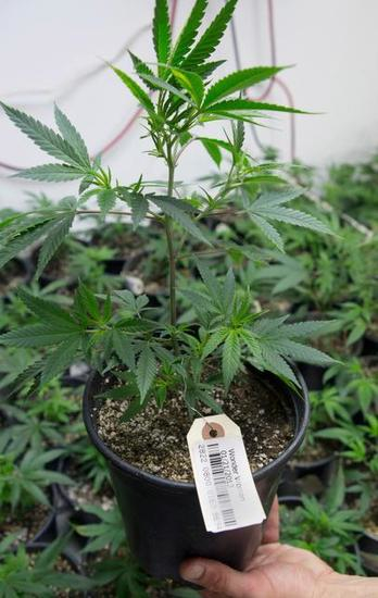 Tagged_Cannabis_Plant.jpg