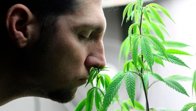 The-Nose-Does-Not-Always-Know-Smelling-Cannabis-Is-Not-Probable-Cause-The-Leaf-Online.jpg