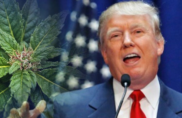 Trump_and_Cannabis.jpg