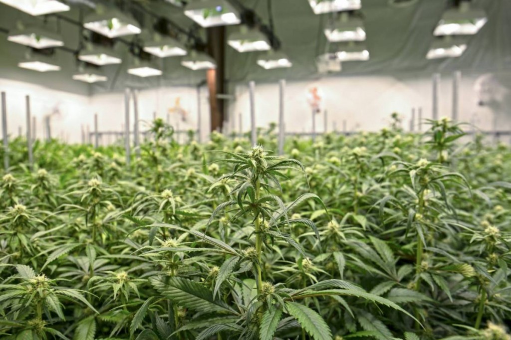 Warehouse_Cannabis_Grow_-_Getty_Images.jpg