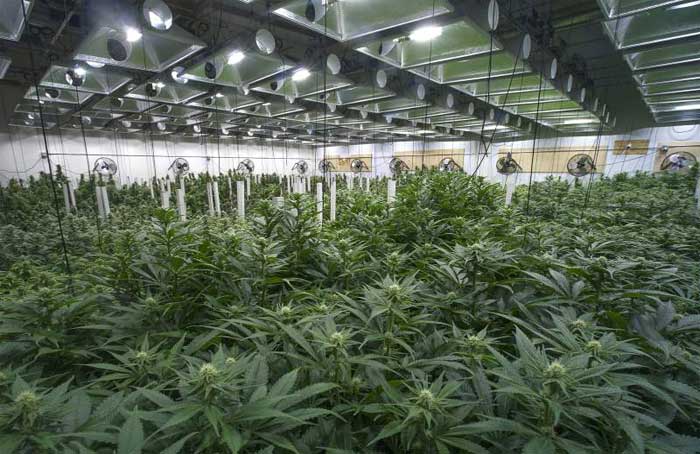 Warehouse_Cannabis_Grow_Facility_-_naturalnews.jpg