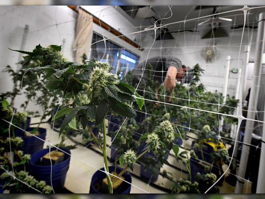 Warehouse_Grow_-_Getty_Images.png