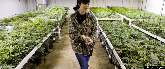 Woman_Looking_Over_Cannabis_Plants.jpg
