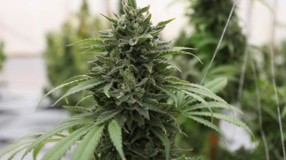 cannabis-990x5562.jpg