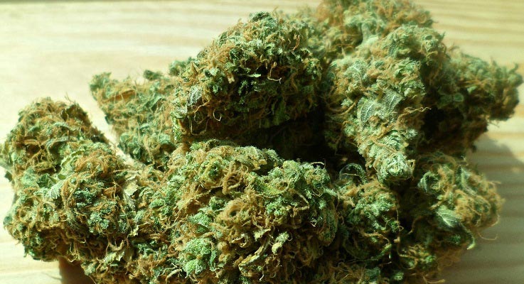 cannabis-bud.jpg