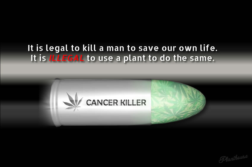 cannabis-kills-cancer.jpg