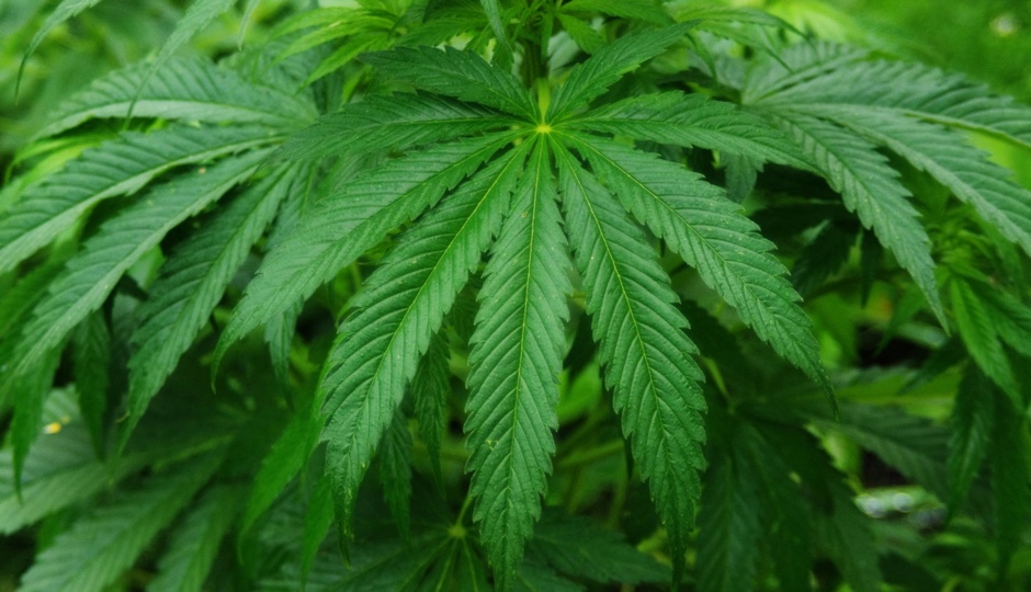 cannabis-sativa-plant_resize.jpg