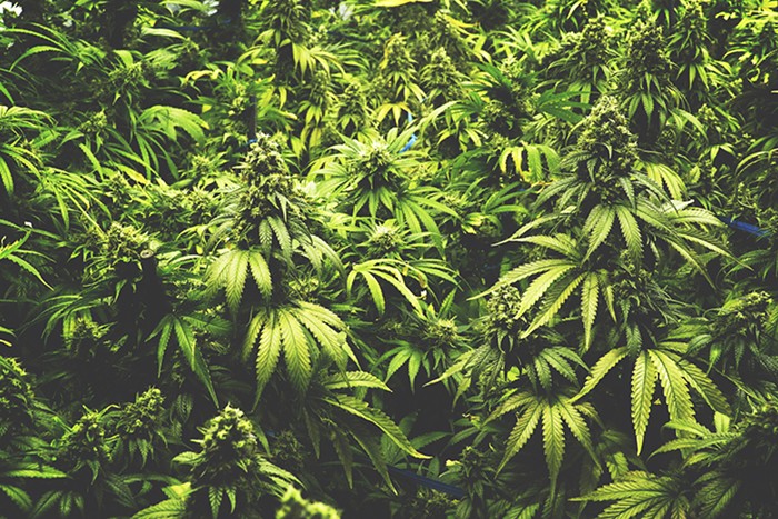 cannabis022.jpg