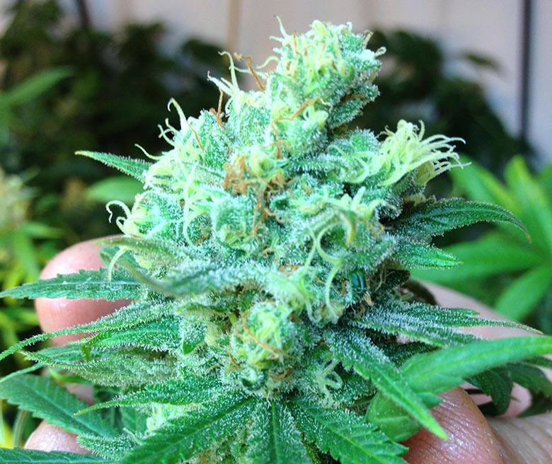 cannabis112.jpg