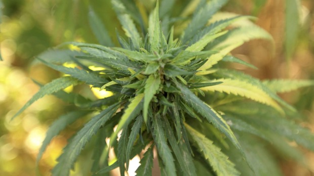 cannabis28.jpg