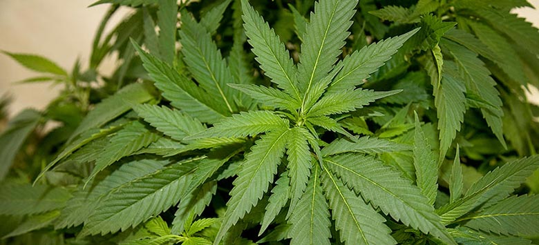 cannabis29.jpg