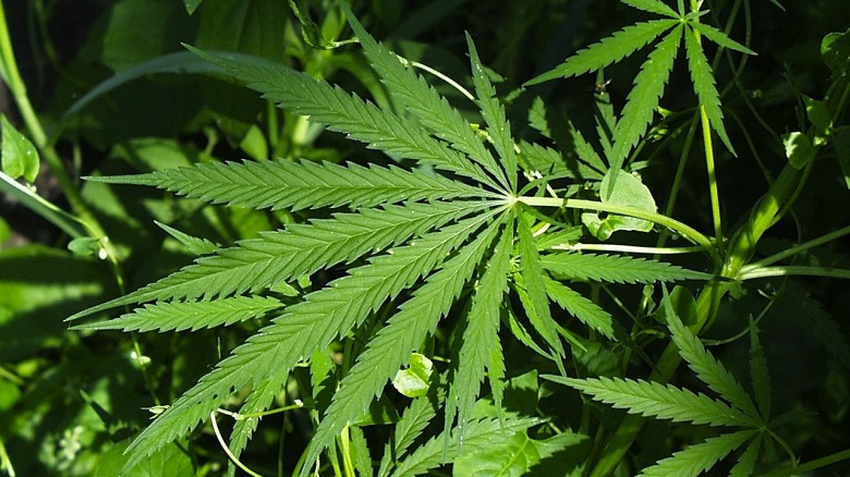 cannabis_leaf31.jpg