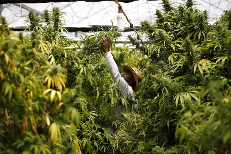 cannabis_plantation.jpg