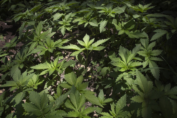 cannabis_plants.jpg