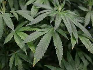 cannabis_plants1.JPG