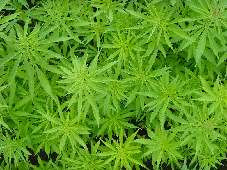 cannabis_plants22.jpg
