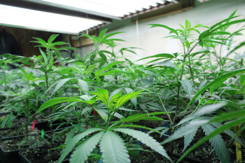 cannabisplants12.jpg