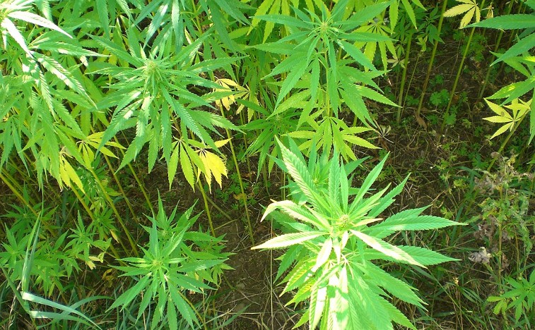 cannabiss1.jpg
