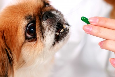 dog-taking-medicine.jpg
