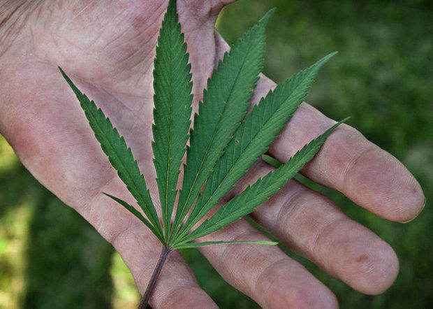 hand-cannabis-leaf.jpg