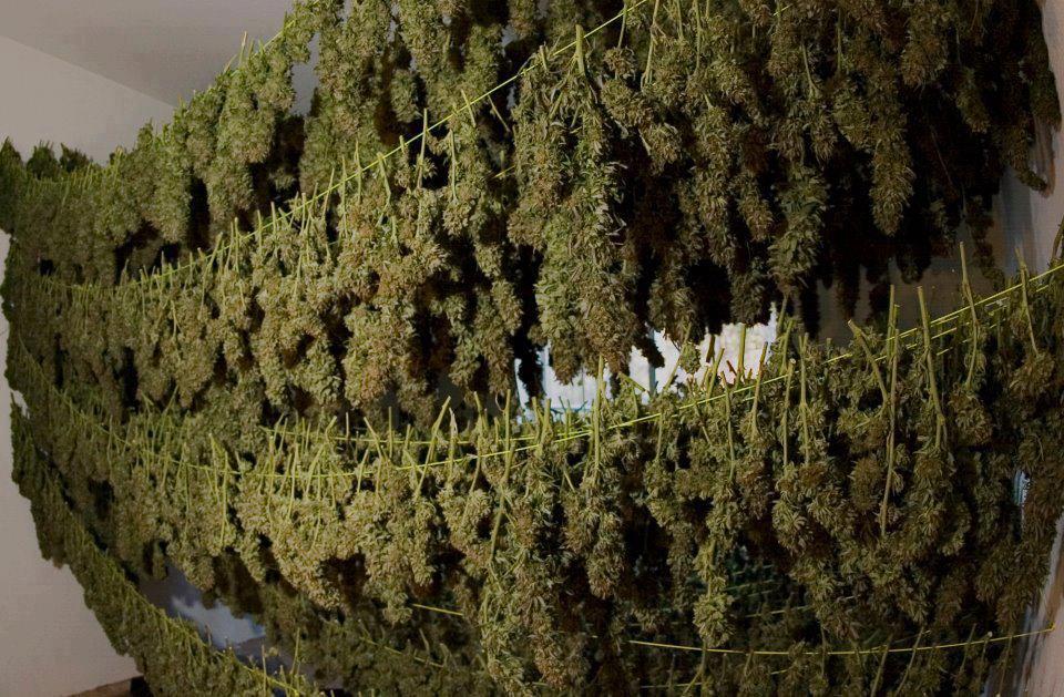 hanging_cannabis.jpeg