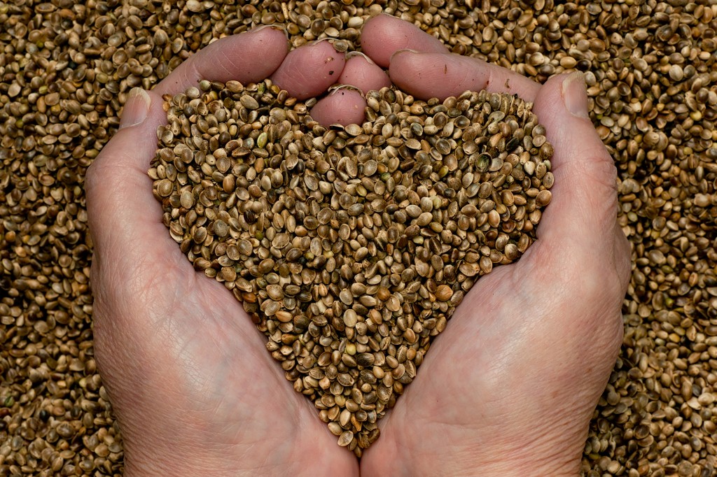 hemp-seeds-love-hands.jpg