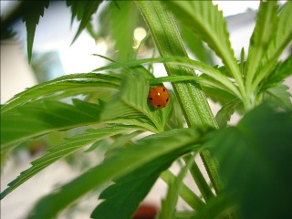 hemp_plant_and_ladybug_.jpg