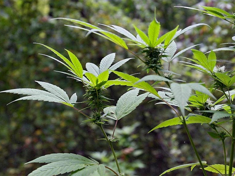 marijuana-_early_flowers.jpg