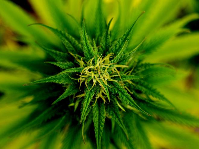 marijuana-flower.jpg