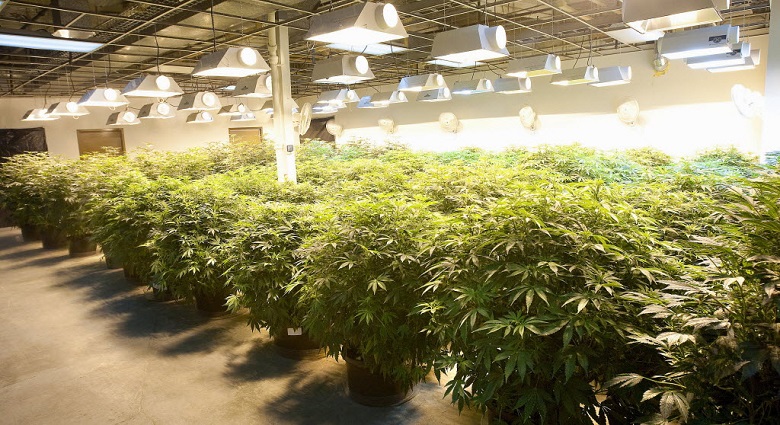marijuana-grow2.jpg