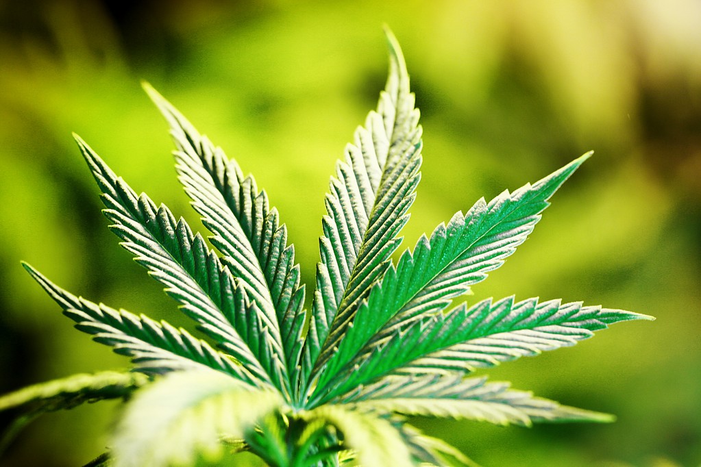 marijuana-leaf-3.jpg