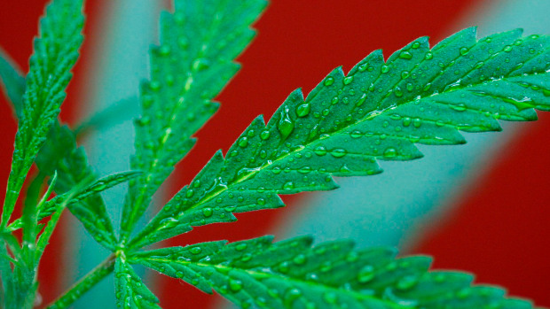 marijuana-leaf-getty-david-mcnew.jpg