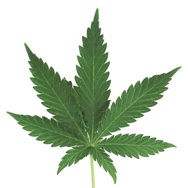 marijuana-leaf2.jpg