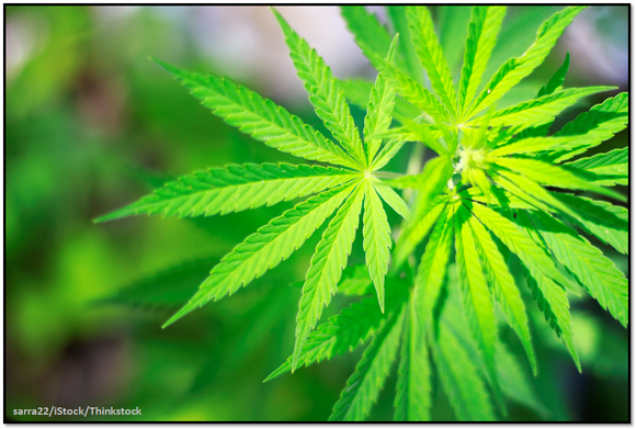 marijuana-plant1.PNG