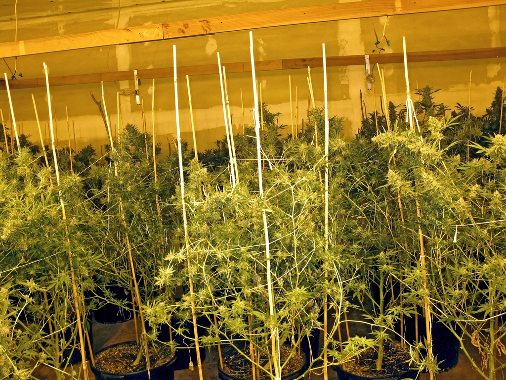 marijuana-plants-Indoor.jpg